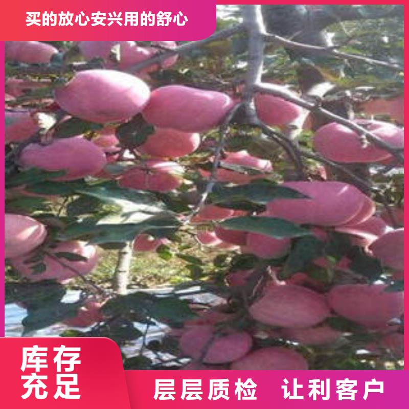 红富士苹果【苹果种植基地】海量现货直销