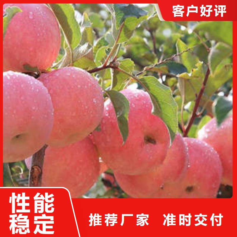 【红富士苹果】,红富士苹果批发好货直供