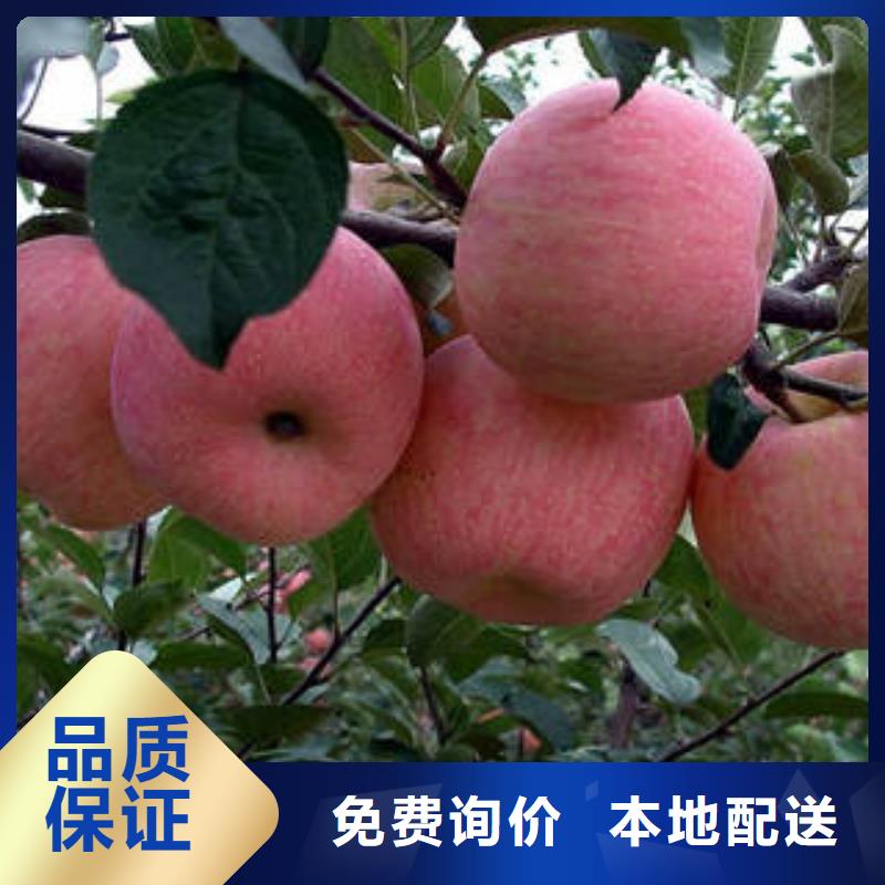 【红富士苹果苹果种植基地真正让利给买家】