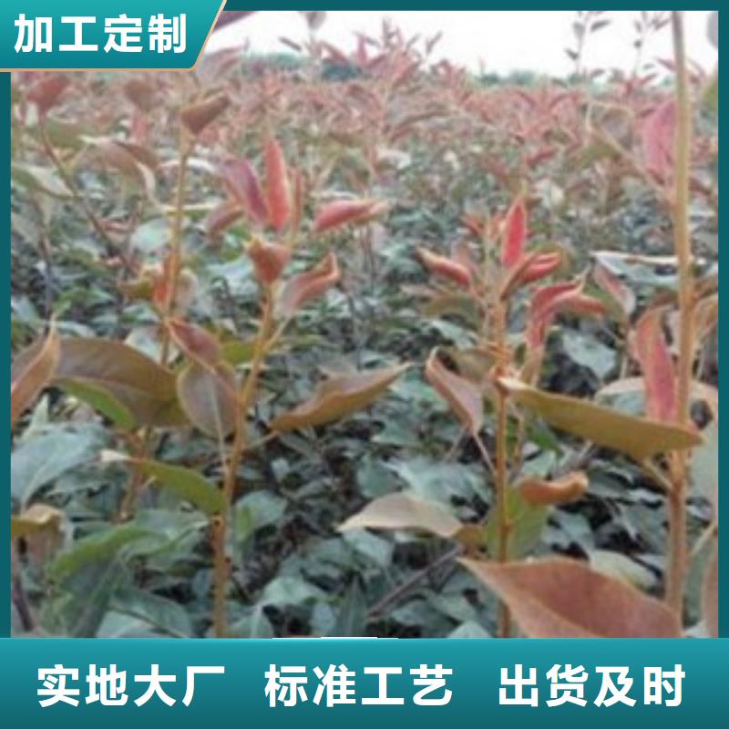 梨树苗山楂苗当日价格