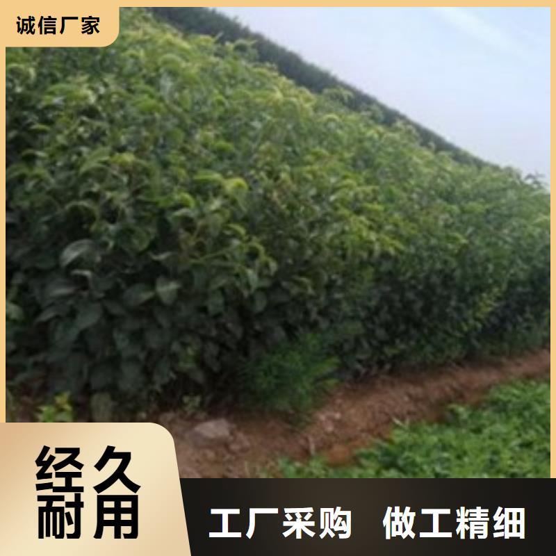 梨树苗桃树苗适用范围广