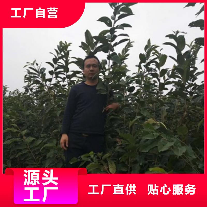 板栗苗的简单介绍