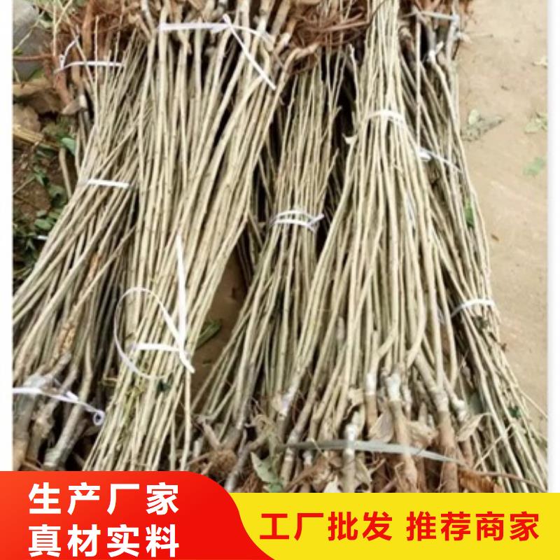 板栗苗梨树苗大库存无缺货危机