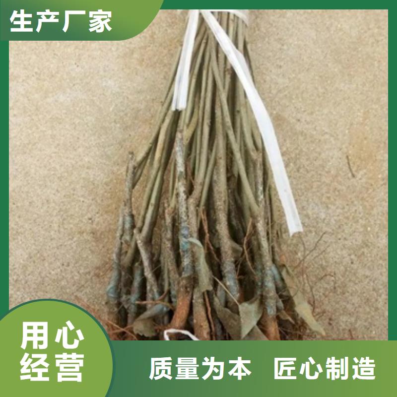 板栗苗【核桃苗】细节决定品质