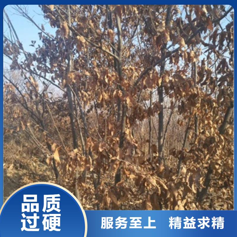 板栗苗【苹果苗】核心技术