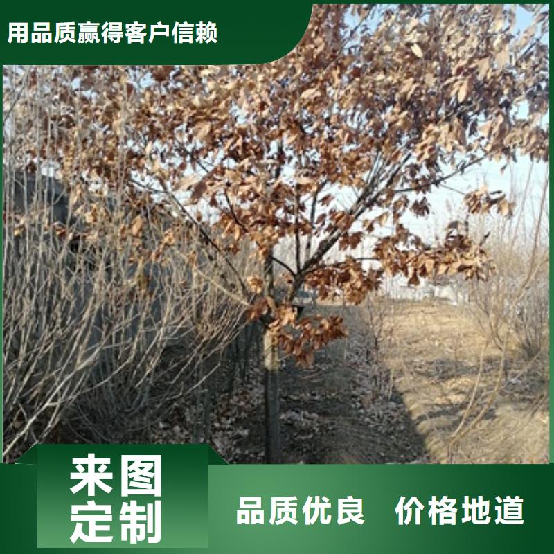 板栗苗梨树苗应用领域