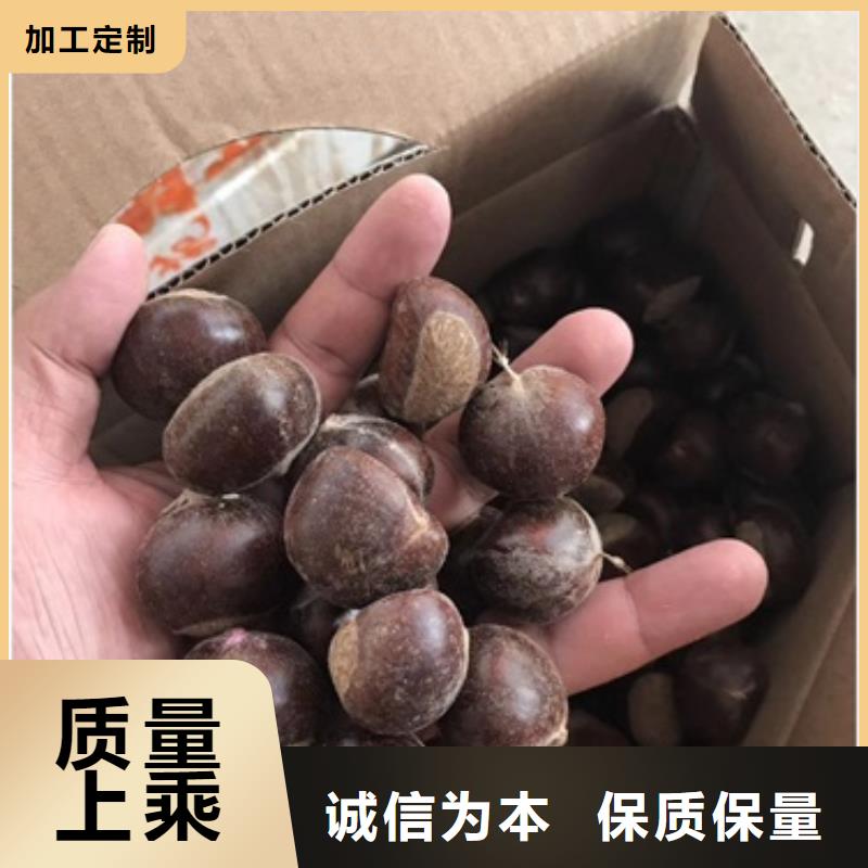 板栗苗苹果苗保障产品质量