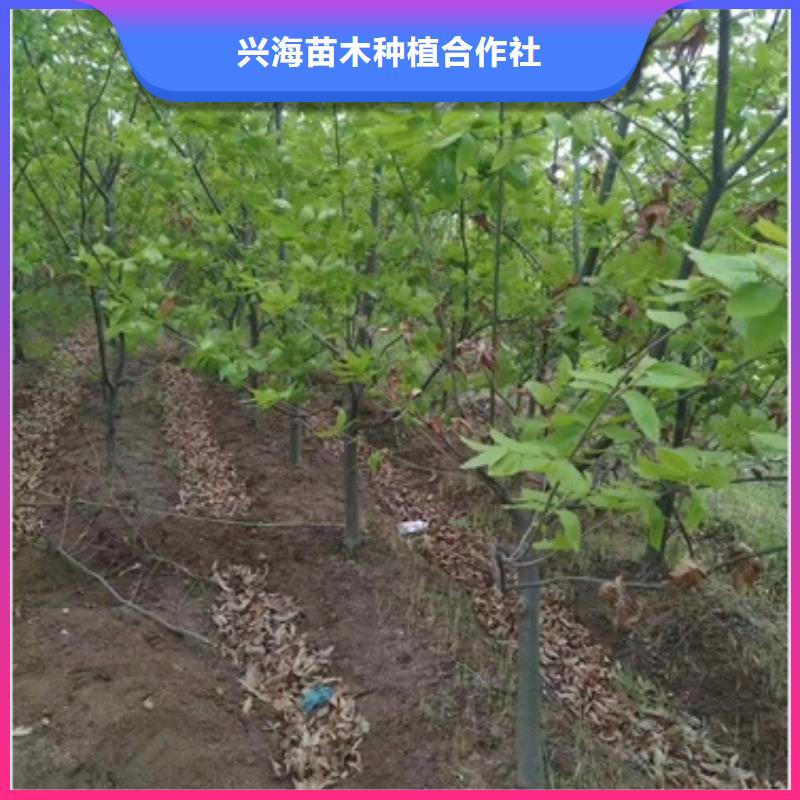 板栗苗梨树苗应用领域