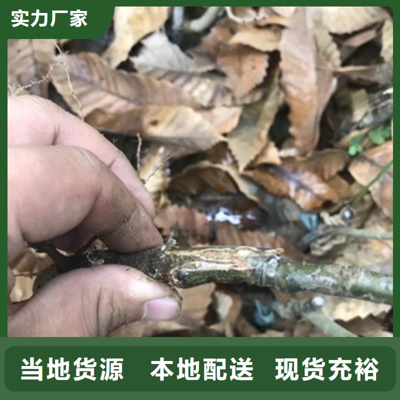 板栗苗,葡萄苗货源稳定