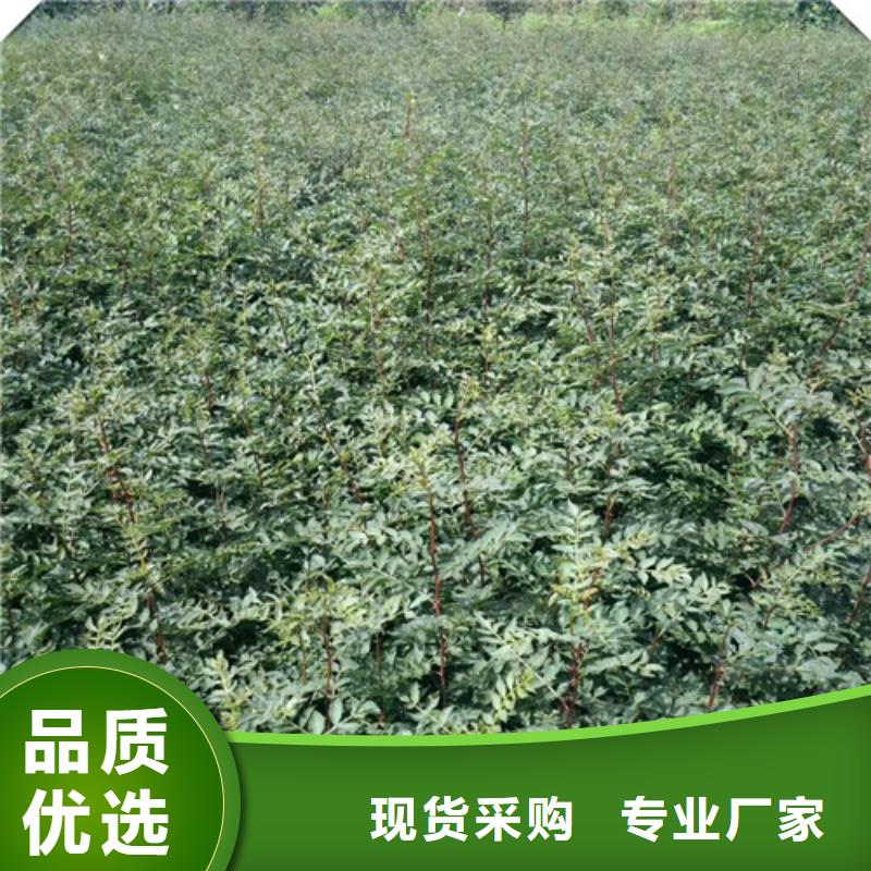 花椒苗梨树苗品质有保障