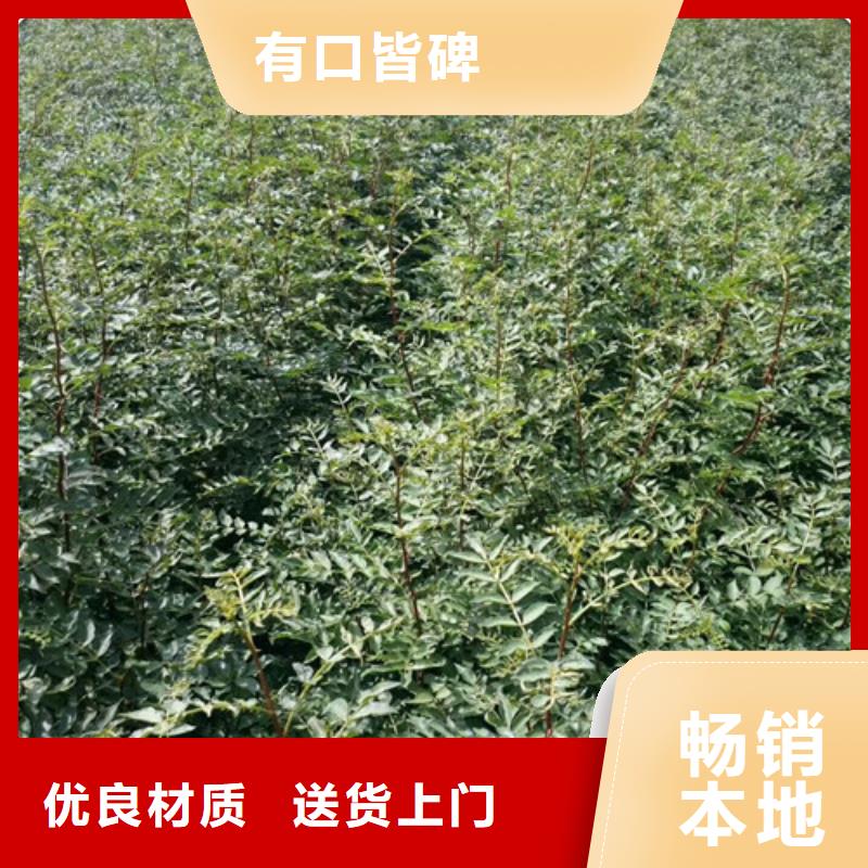 【花椒苗山楂苗品质服务诚信为本】