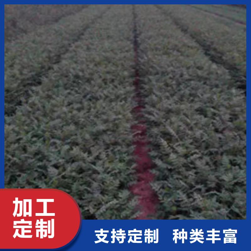 花椒苗板栗苗源头厂家量大价优