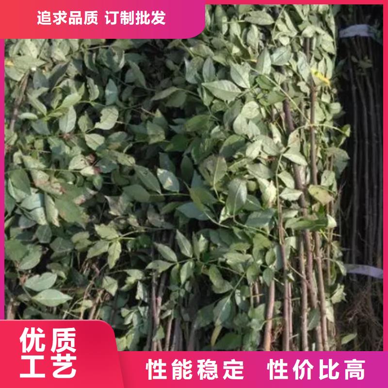 花椒苗梨树苗正品保障