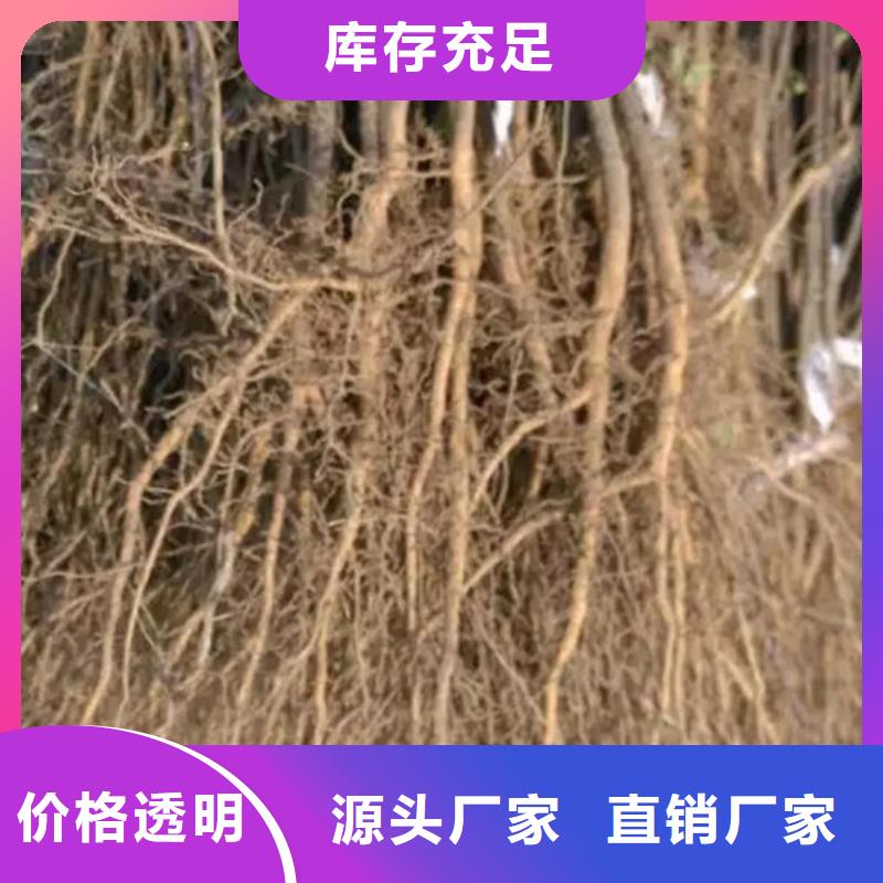 【花椒苗】桃树苗放心选购