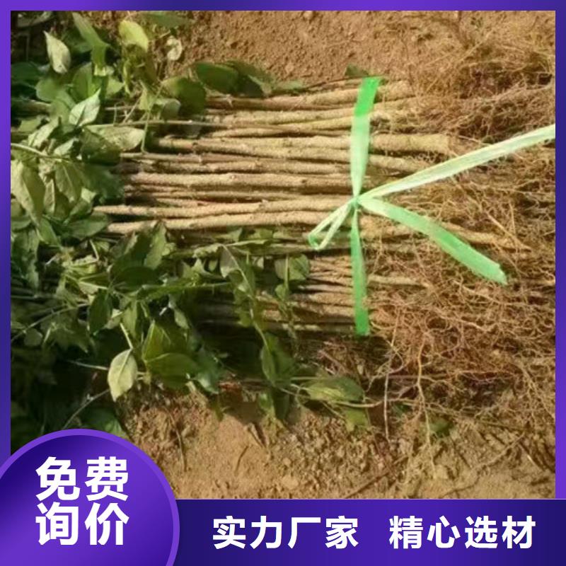 花椒苗桃树苗性价比高