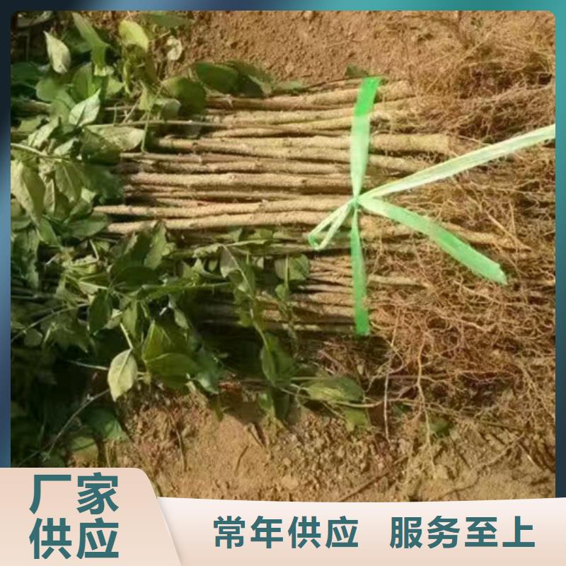 花椒苗,梨树苗出货及时