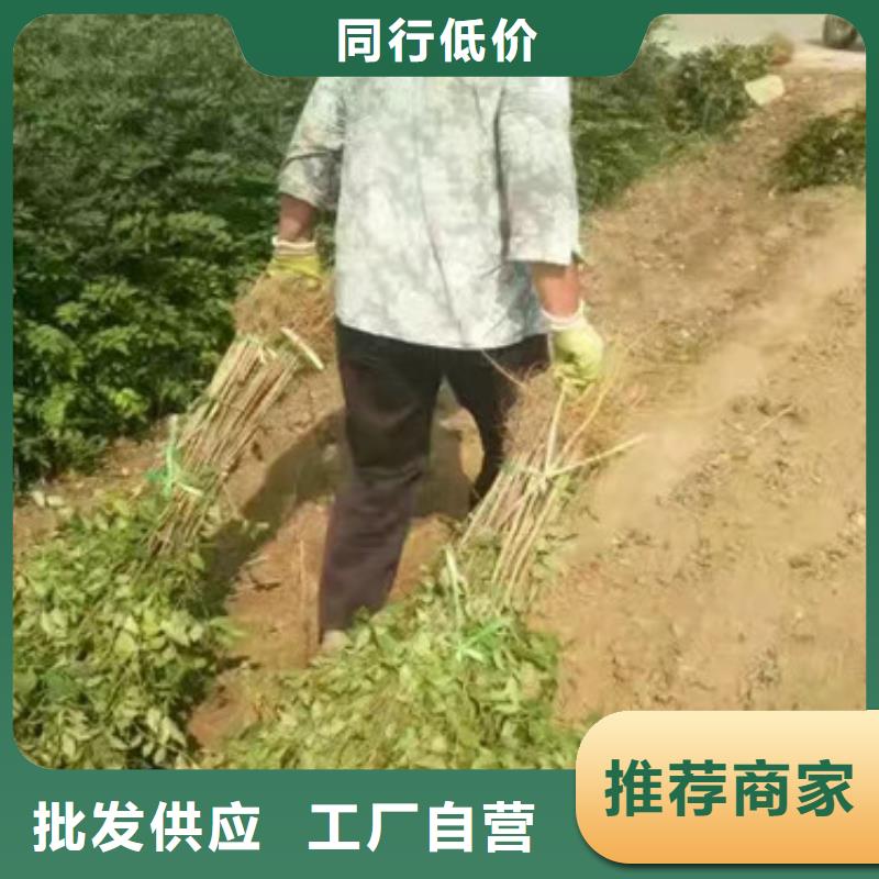 花椒苗桃树苗货源直销