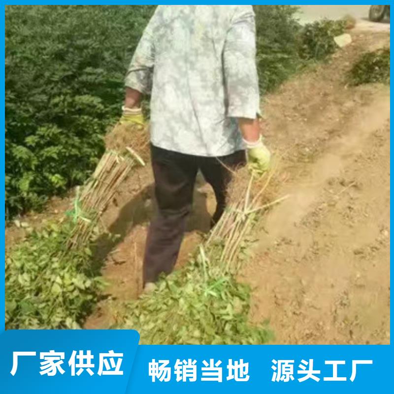 花椒苗葡萄苗厂家直销直供