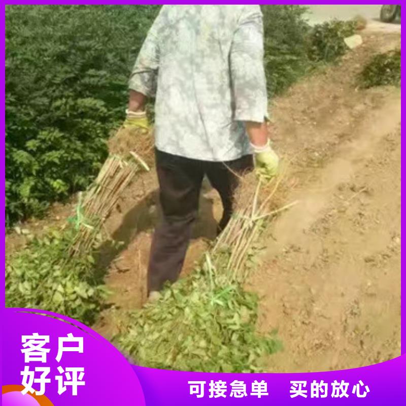 【花椒苗】桃树苗专业生产团队