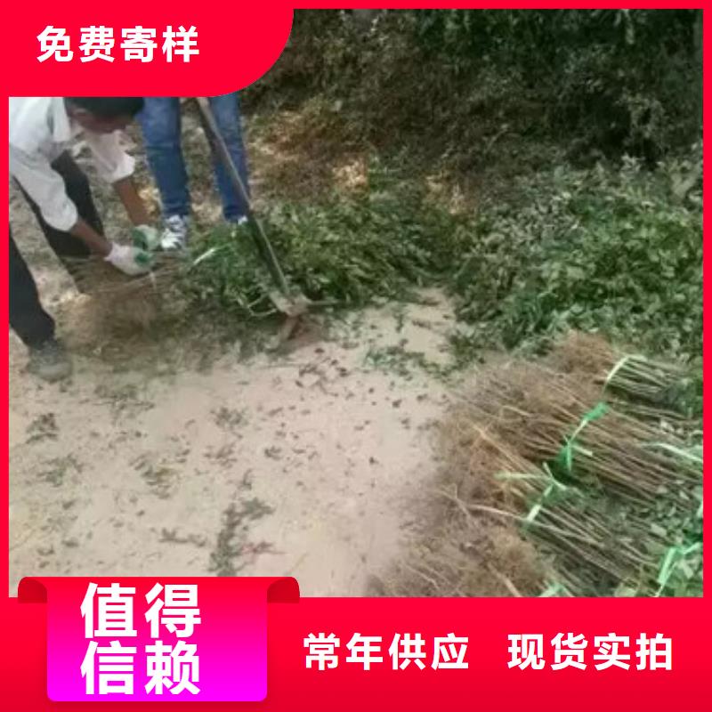 【花椒苗】李子苗诚信经营质量保证