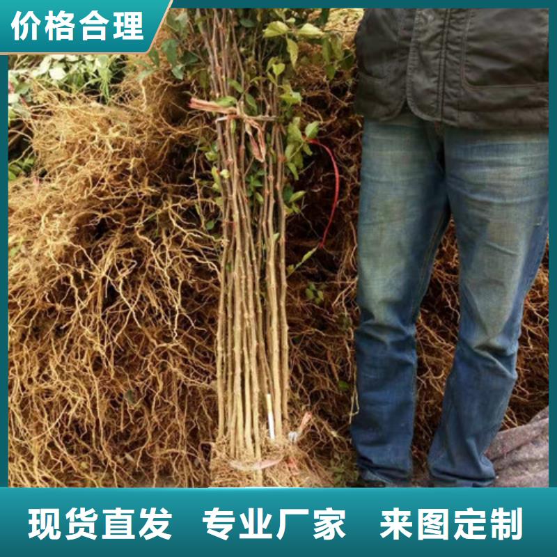 花椒苗_梨树苗货源直销