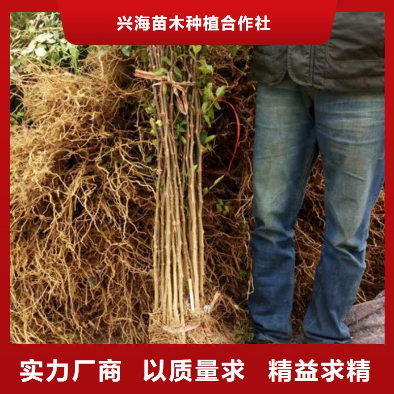 花椒苗梨树苗详细参数