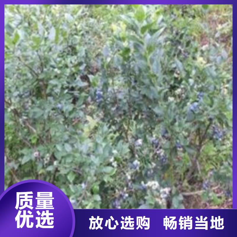 蓝莓苗李子苗量大从优