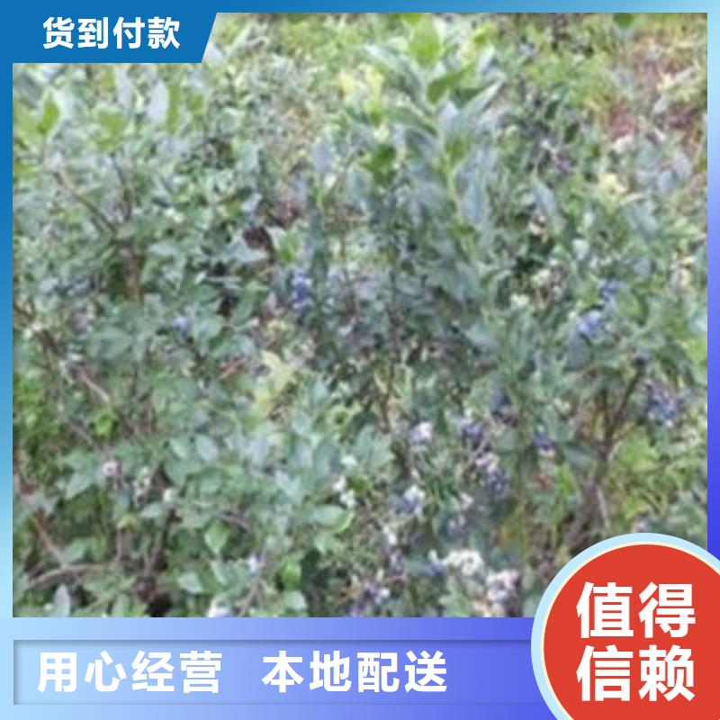 蓝莓苗【花椒苗】严谨工艺