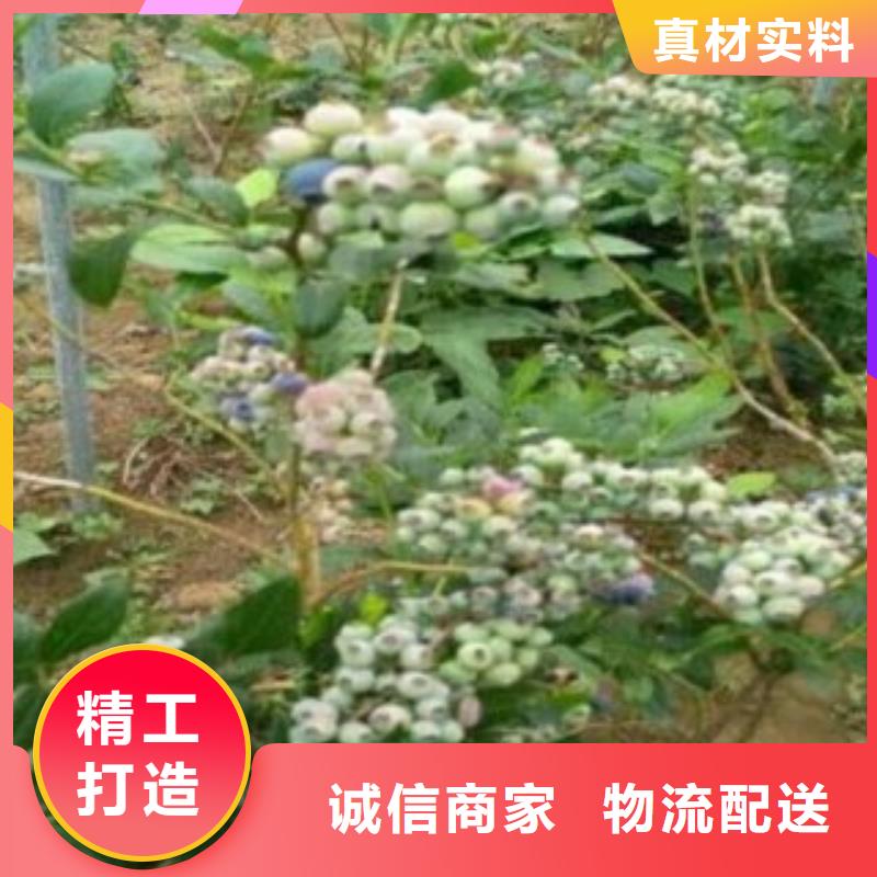 蓝莓苗满足客户所需