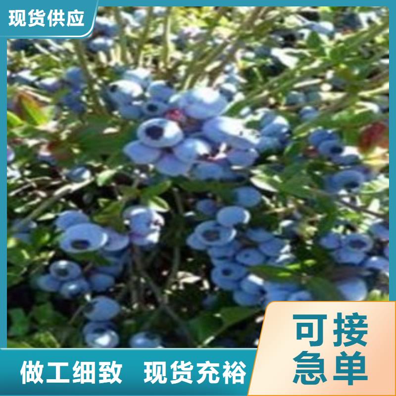 蓝莓苗花椒苗订制批发