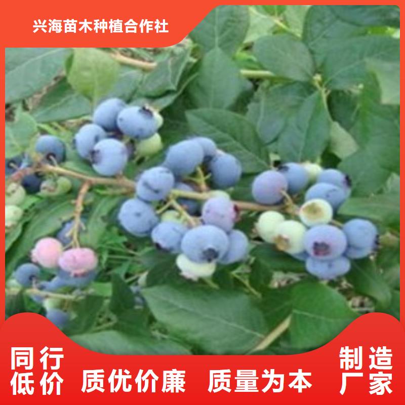 蓝莓苗满足客户所需