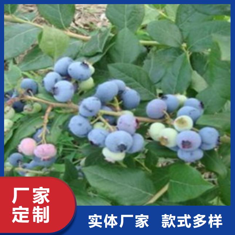 【蓝莓苗】桃树苗省心又省钱