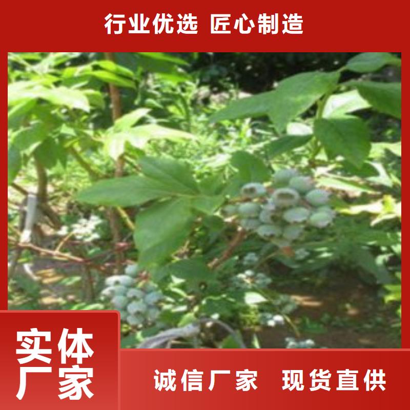 蓝莓苗李子苗量大从优