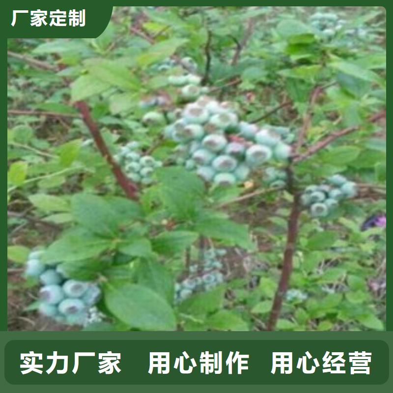 蓝莓苗定制零售批发