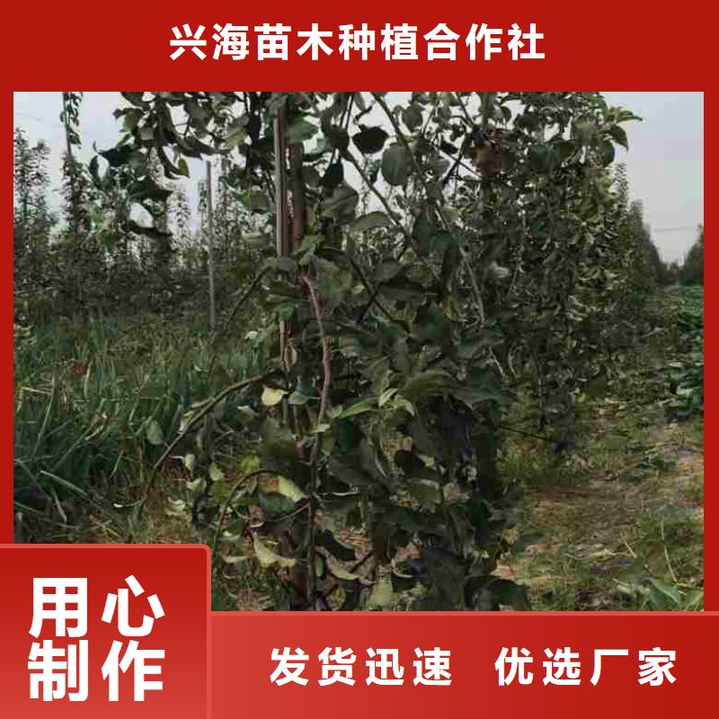 苹果苗梨树苗质优价保