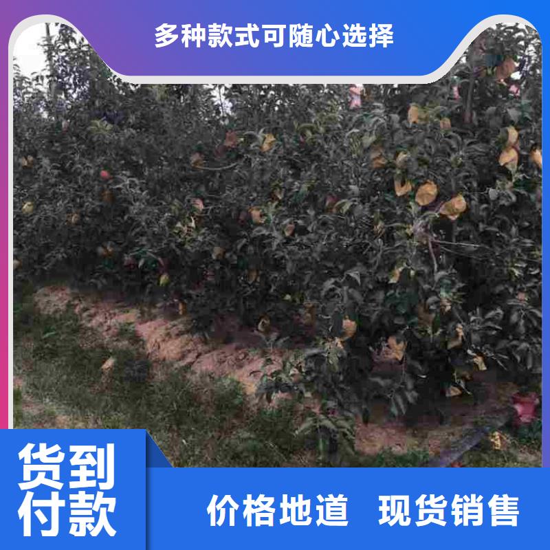 苹果苗花椒苗源头工厂量大优惠