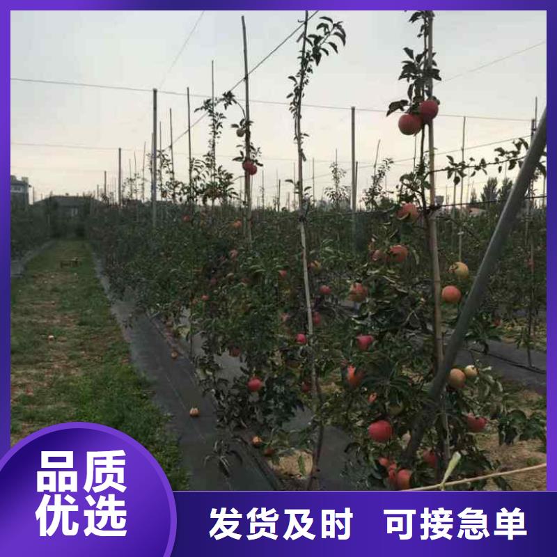 苹果苗,板栗苗客户满意度高