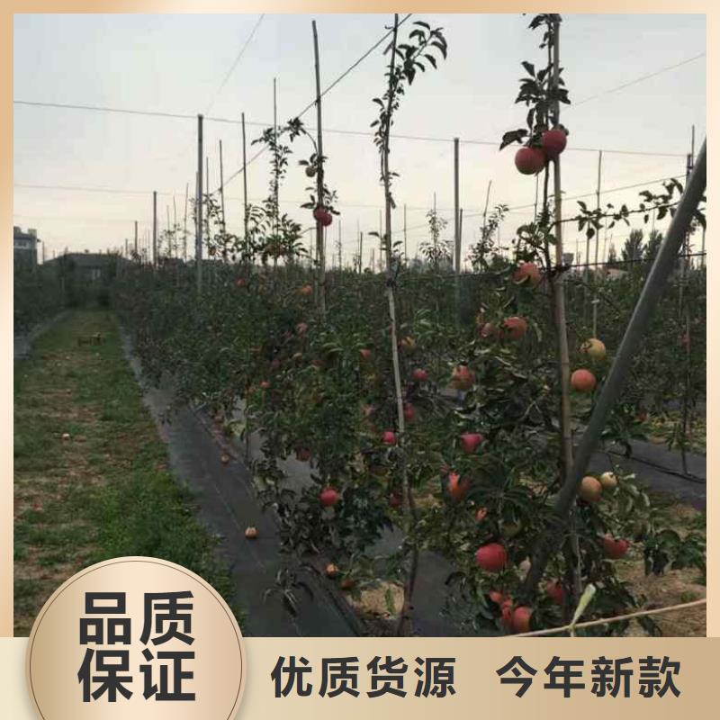 苹果苗-核桃苗库存齐全厂家直供