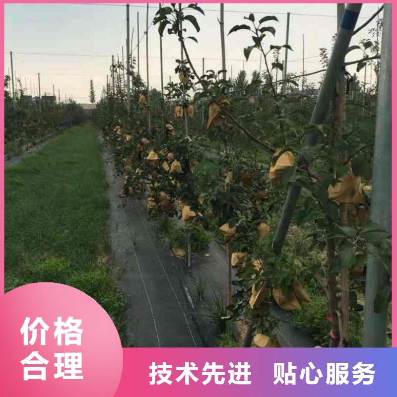 苹果苗_花椒苗好产品不怕比