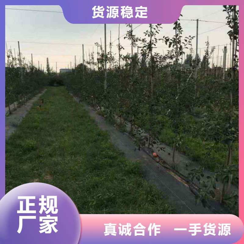 苹果苗核桃苗当地货源