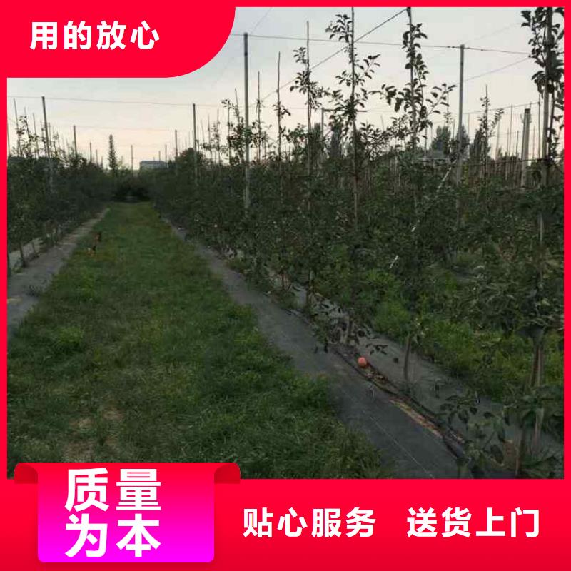 苹果苗花椒苗品质不将就