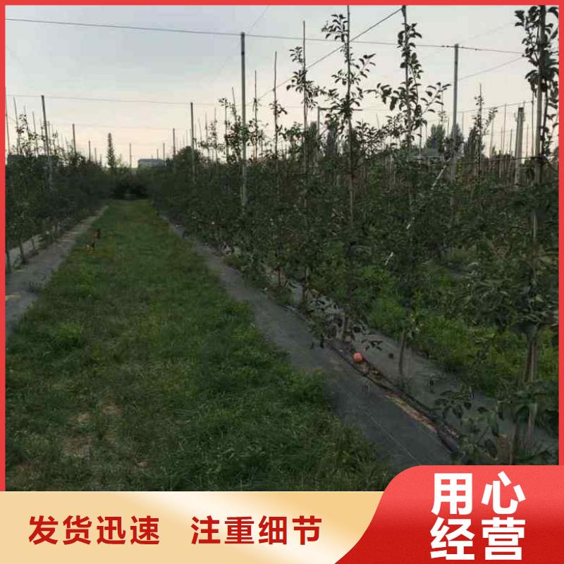 苹果苗梨树苗主推产品