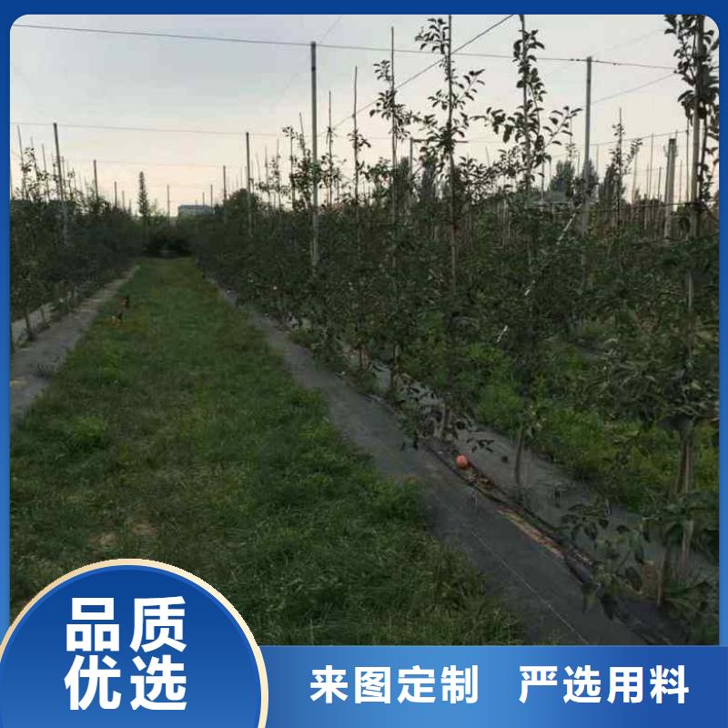 【苹果苗】板栗苗支持定制加工