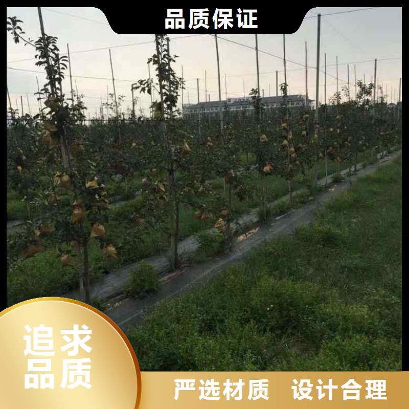 苹果苗-花椒苗源头工厂量大优惠