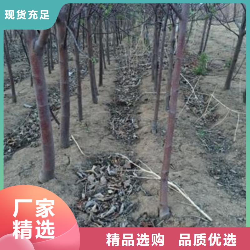 苹果苗梨树苗质优价保