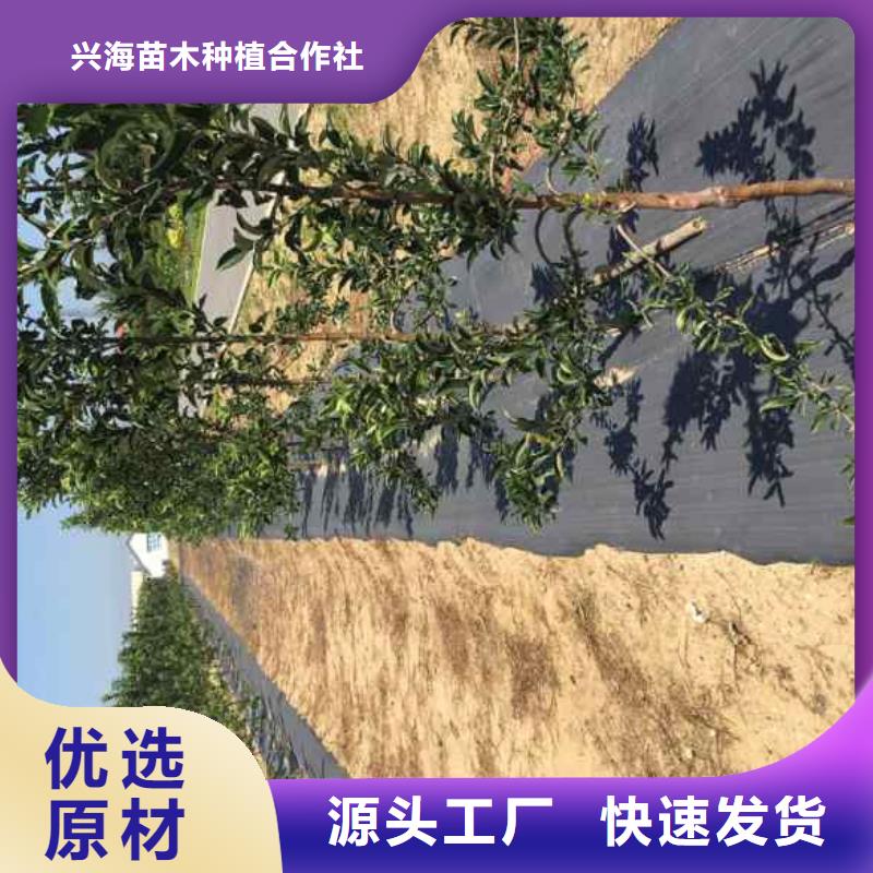 苹果苗山楂苗热销产品