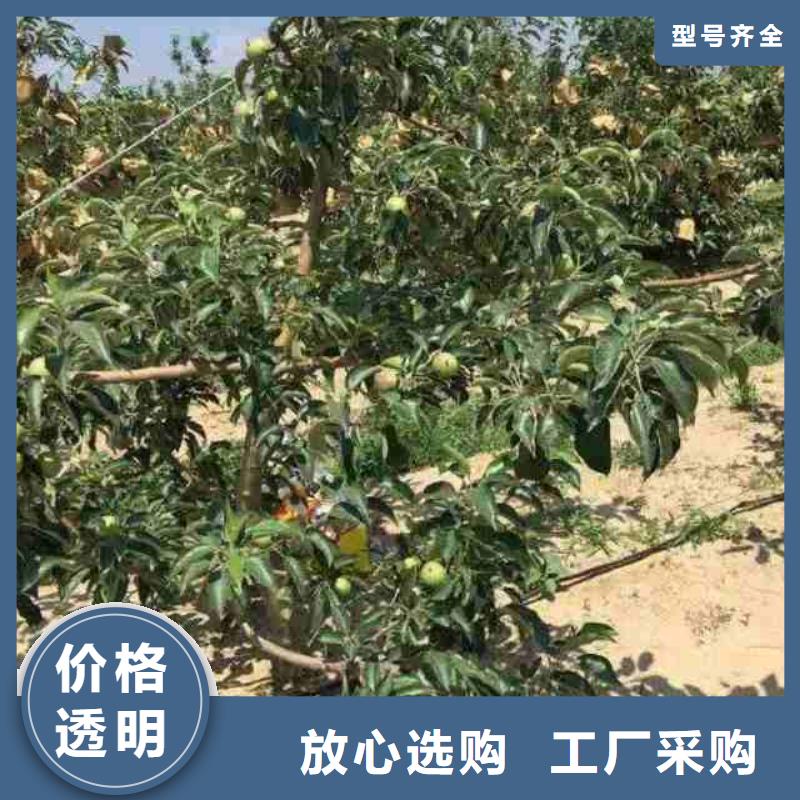 苹果苗花椒苗品质不将就