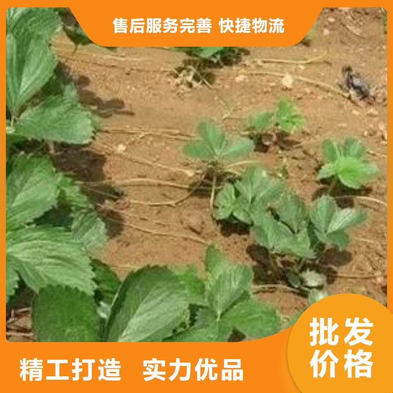 草莓苗梨树苗支持大批量采购