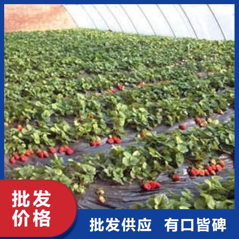 【草莓苗】花椒苗常年供应