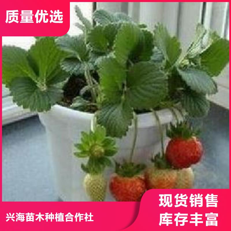 【草莓苗】花椒苗常年供应